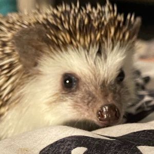 Meet your Posher, Nadia